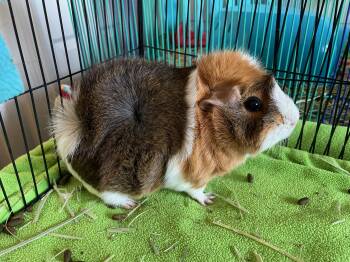 Rescue Abyssinian Guinea Pigs for Adoption in Wellington, Colorado - Elffie | PetCurious